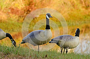 Canada Goose Decoys