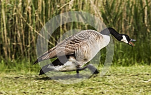 Canada goose defending 