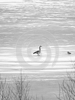 Canada goose and ducks walking on a frozen lake partially covered in snow in winter