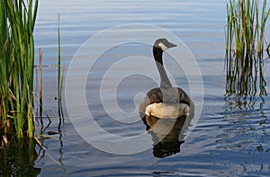 Canada Goose in Early Morning