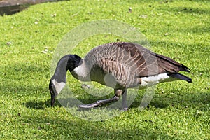 Canada goose eating grass on a meadow