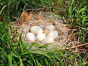 Canada Goose Eggs