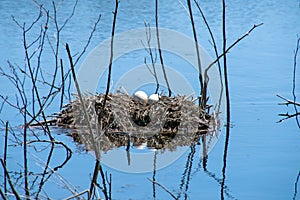 Canada goose eggs on floating nest