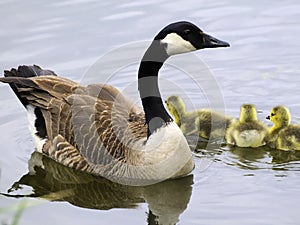 Canada Goose Family