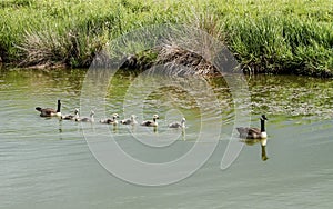 A Canada Goose family