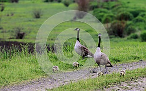 A Canada Goose family