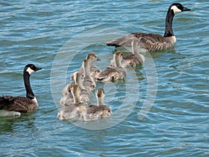 Canada goose family on a blue lake