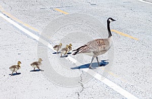 Canada goose family crossing the road in Newport Beach California