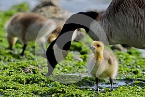 Canada Goose family feeds on seaweed covered beach at low tide photo