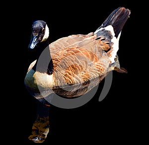 Canada goose family is a large wild goose species with a black head and neck,