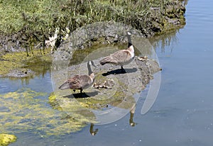 Canada goose family nap time for the kids