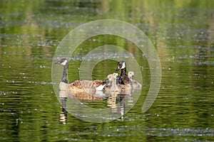 Canada Goose Family at Overlook Park