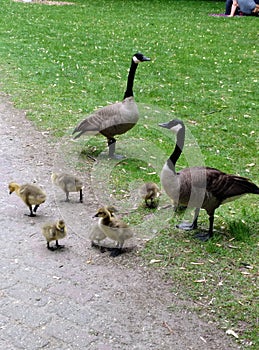 Canada Goose Family Portrait young geese with parents