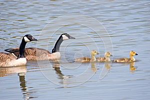 Canada Goose Family Swim