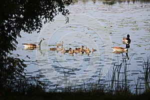 Canada goose family swimming in the lake