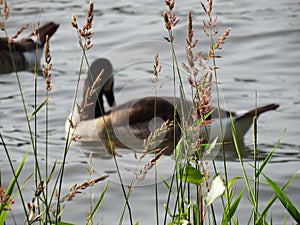 Canada goose family swimming and relaxing on the water in the green on the River Rhein on a sunny day