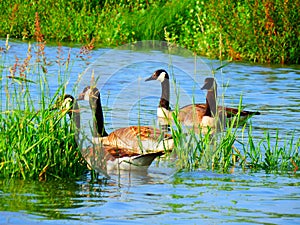 Canada goose family swimming and relaxing on the water in the green on the River Rhein on a sunny day
