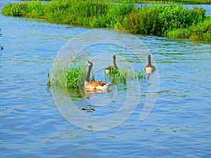 Canada goose family swimming and relaxing on the water in the green on the River Rhein on a sunny day