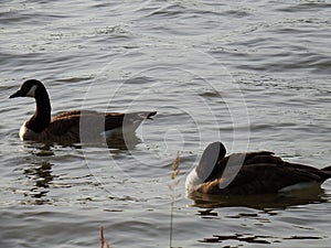 Canada goose family swimming and relaxing on the water in the green on the River Rhein on a sunny day