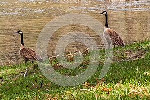 Canada Goose Family at Yellowstone National Park