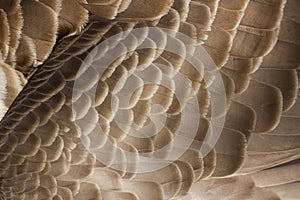 Canada Goose feather