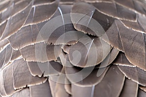Canada Goose feathers