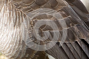 Canada Goose Feathers Close Up