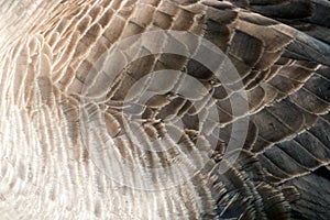 Canada Goose Feathers Close Up
