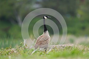 Canada goose feeding at lakeside photo