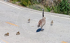 Canada goose family crossing the road 2 goslings decide to stop and rest