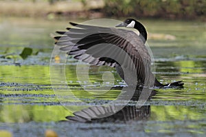 Canada Goose Flapping its Wings