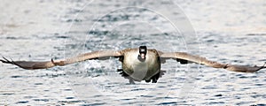 Canada Goose landing in water photo