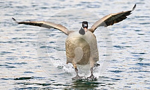 Canada Goose landing in water photo