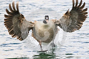 Canada Goose landing in water