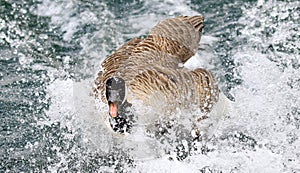 Canada Goose flapping in water photo