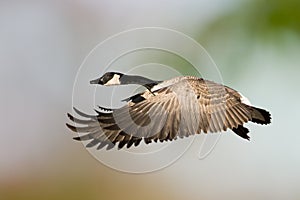 Canada Goose In Flight