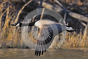 Canada Goose Flight