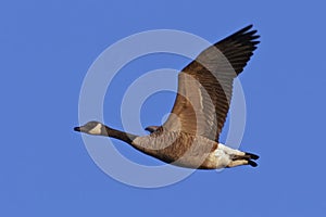 Canada Goose in Flight