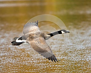 Canada Goose In Flight