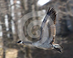 Canada Goose In Flight