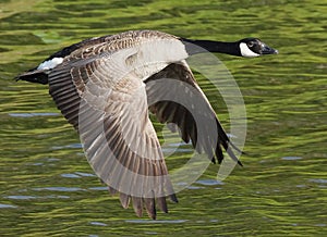 Canada Goose In Flight