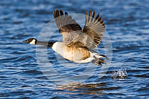 Canada Goose photo