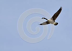 Canada Goose In Flight