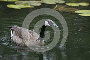 Canada Goose floating near water lilies.