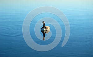 Canada Goose Floating Peacefully