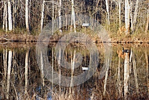 Canada Goose Floating in a Pond