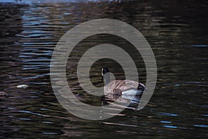 Canada goose floating