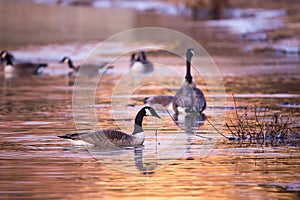 Canada goose floating with root hanging from its beak and flock of birds in soft focus background