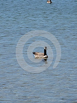 A canada goose floating on the water