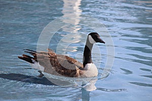 Canada goose